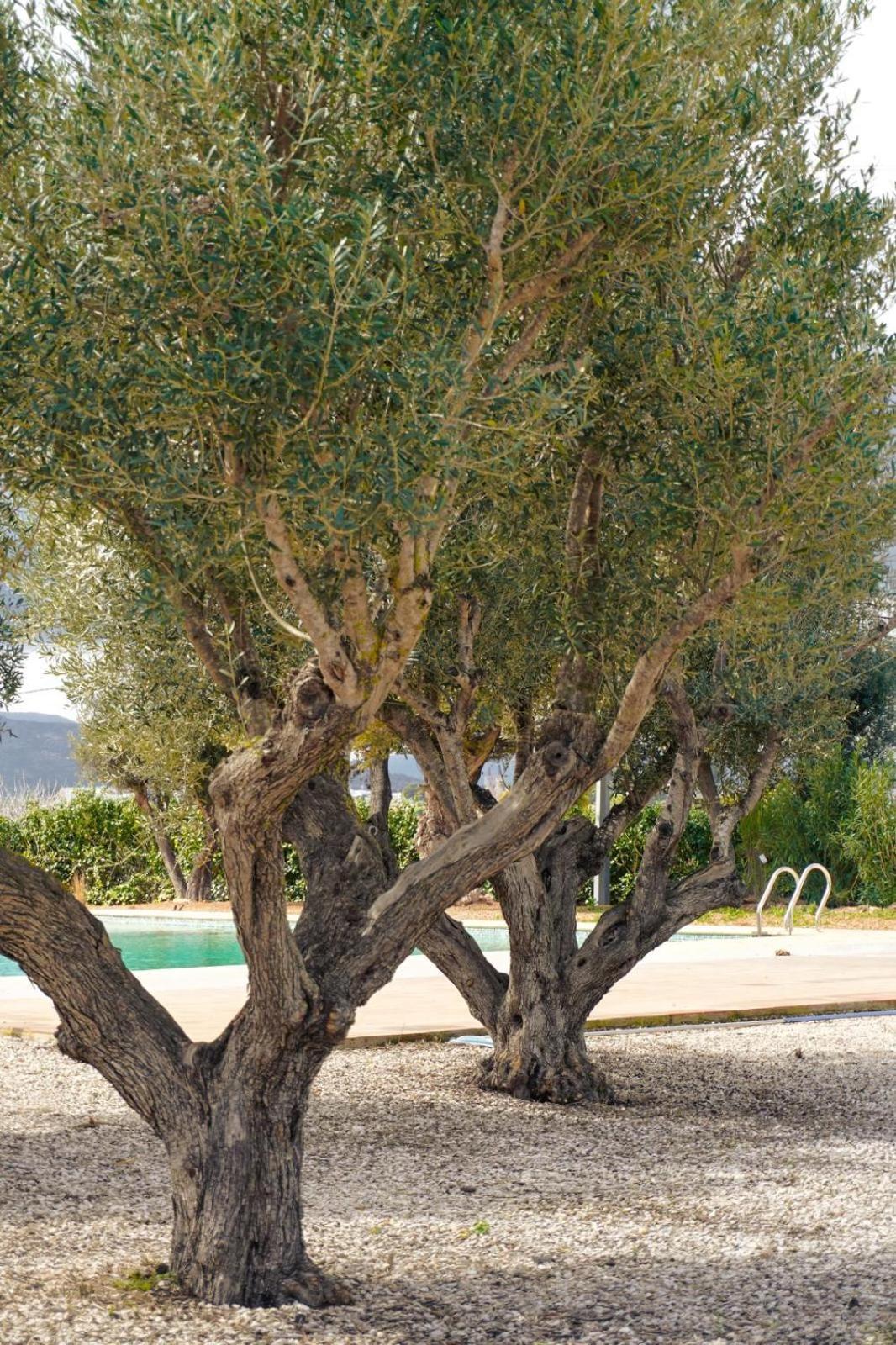 Hotel Finca Olivar Benissa Exteriér fotografie